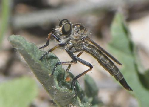 Cerdistus sp.